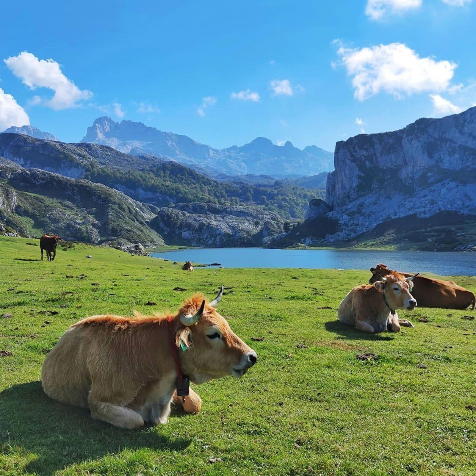 Finca tradicional asturiana en Cangas de Onís, imagen 7