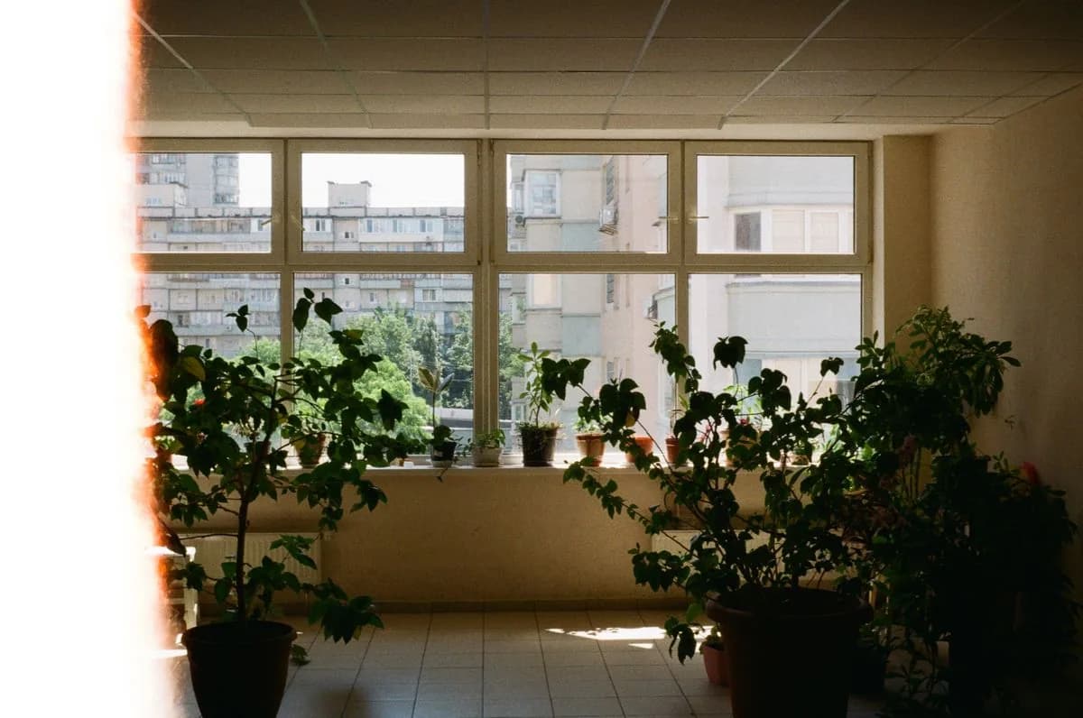 Interior con plantas junto a una gran ventana
